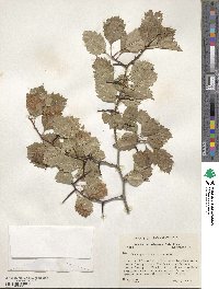 Crataegus chrysocarpa image