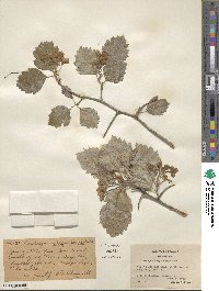 Crataegus chrysocarpa image