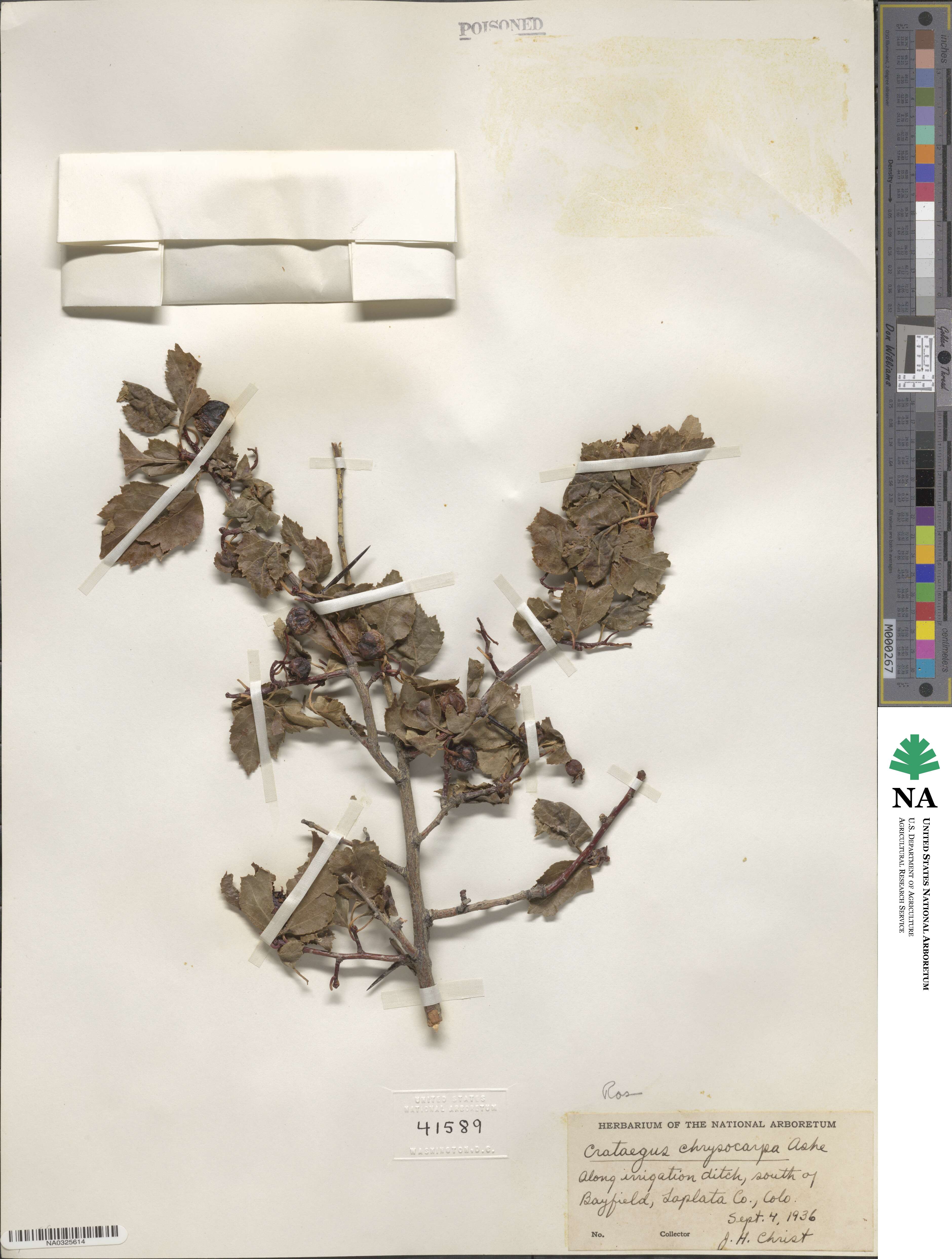 Crataegus chrysocarpa image