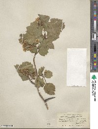 Crataegus chrysocarpa image