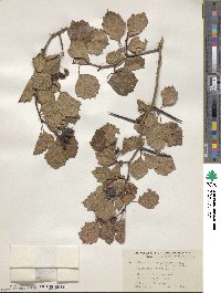 Crataegus chrysocarpa image