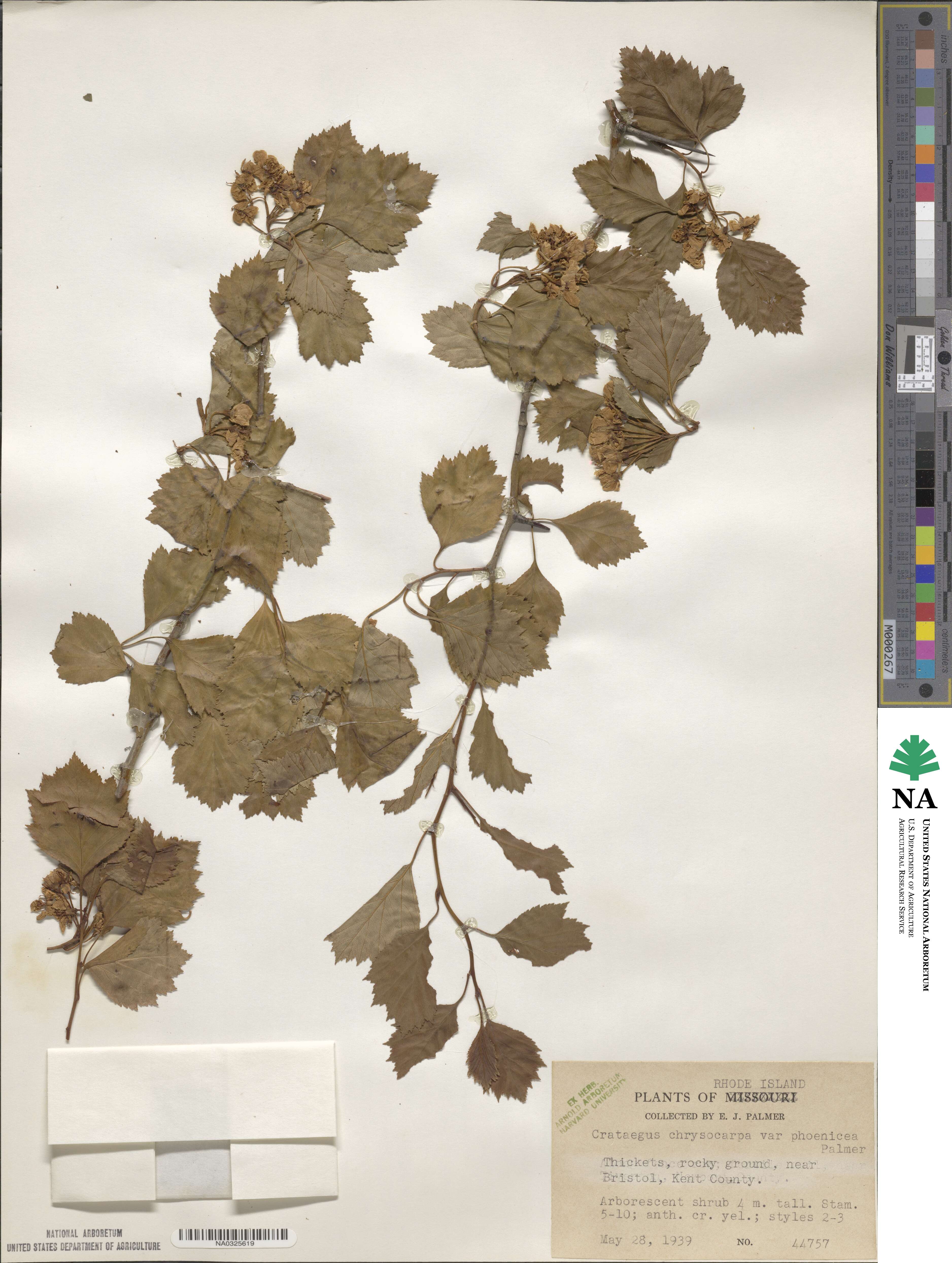 Crataegus chrysocarpa image