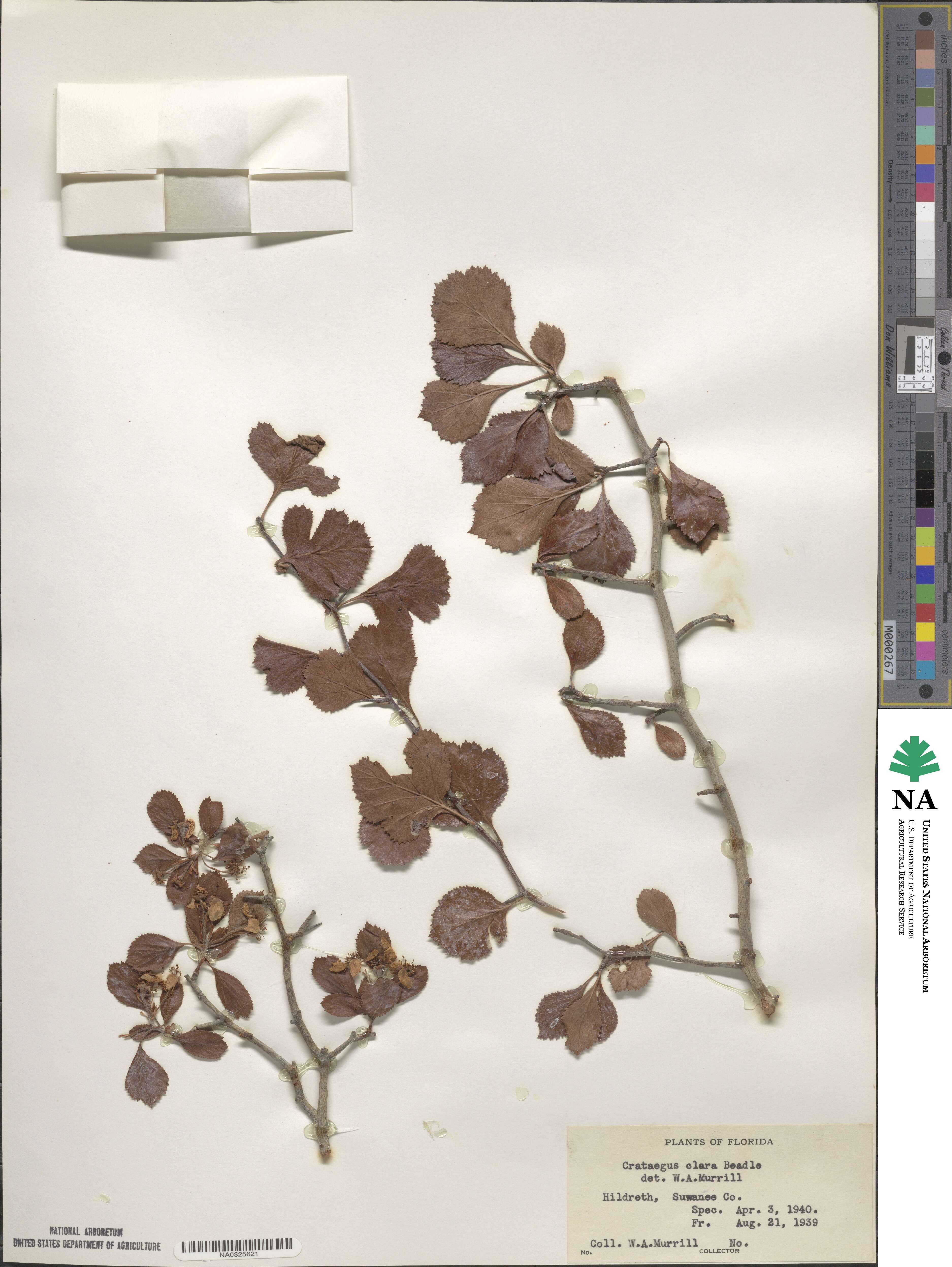 Crataegus alabamensis image