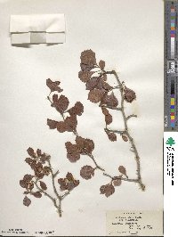 Crataegus alabamensis image