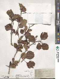 Crataegus coccinea image