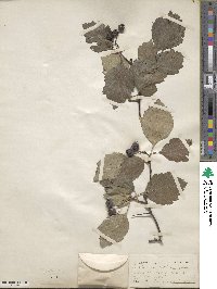 Crataegus coleae image