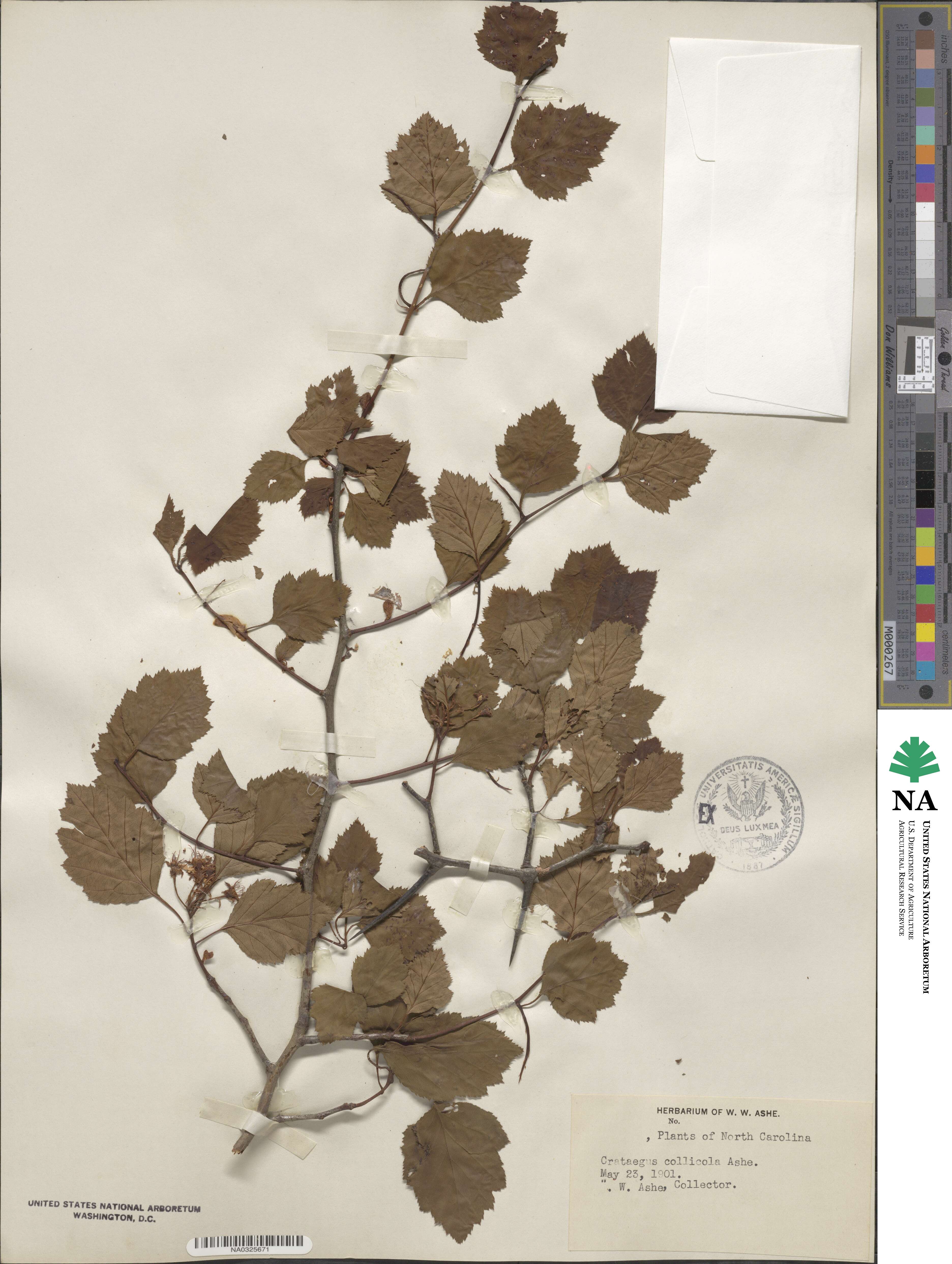 Crataegus collicola image