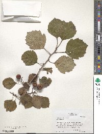 Crataegus punctata image