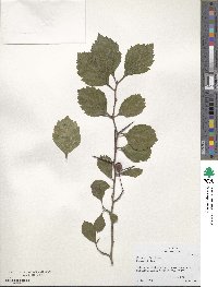 Crataegus punctata image