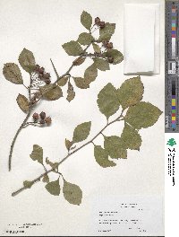 Crataegus punctata image