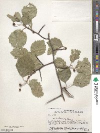 Crataegus douglasii image