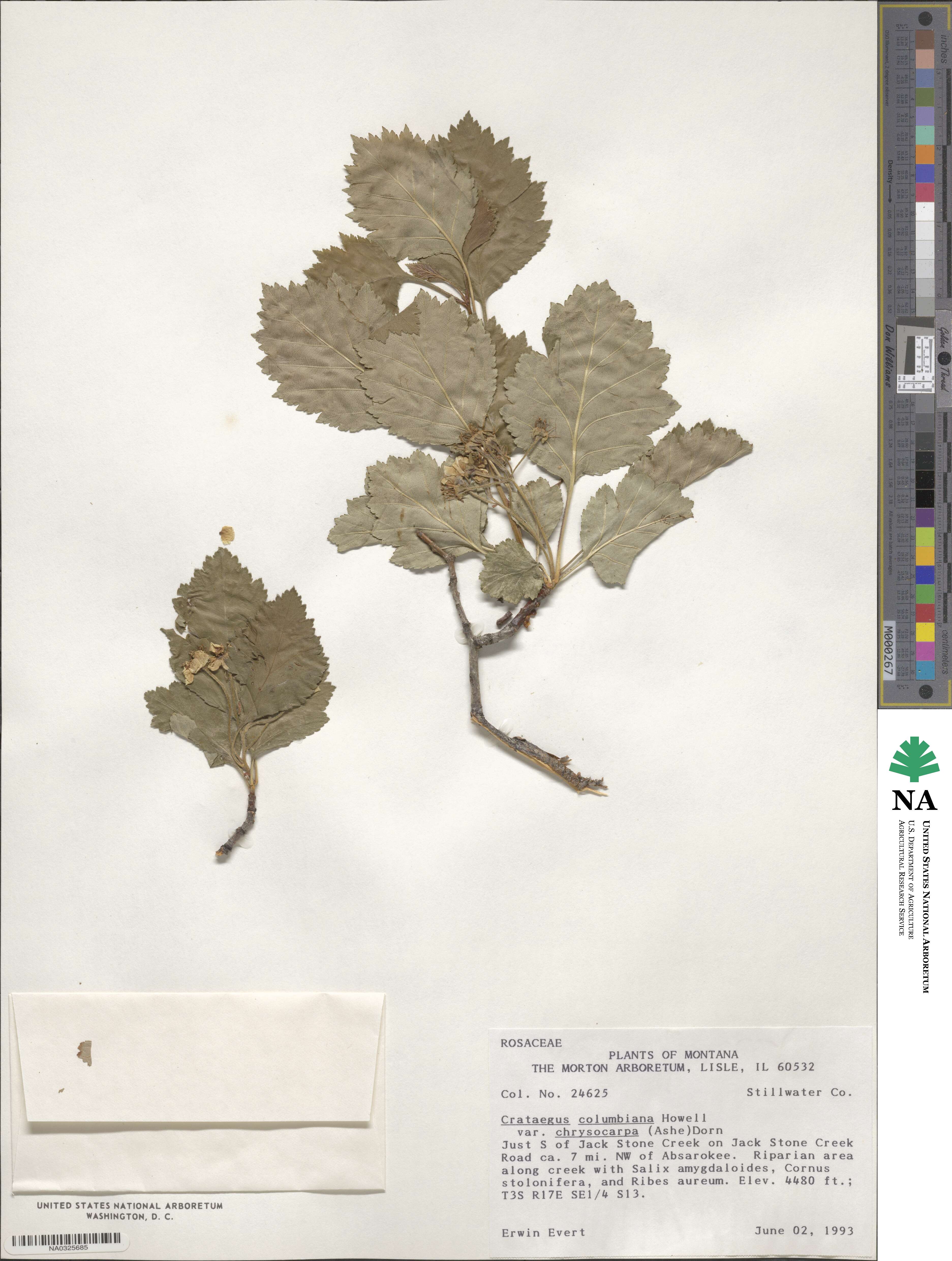 Crataegus douglasii image