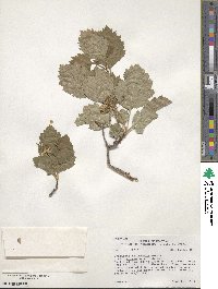 Crataegus douglasii image