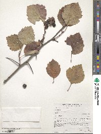 Crataegus douglasii image