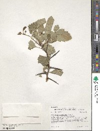 Crataegus chrysocarpa image