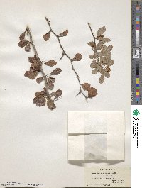 Crataegus alabamensis image