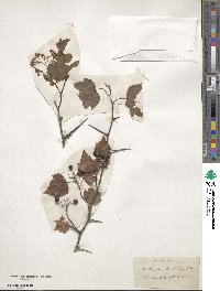 Crataegus phaenopyrum image