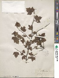 Crataegus phaenopyrum image