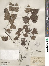 Crataegus phaenopyrum image