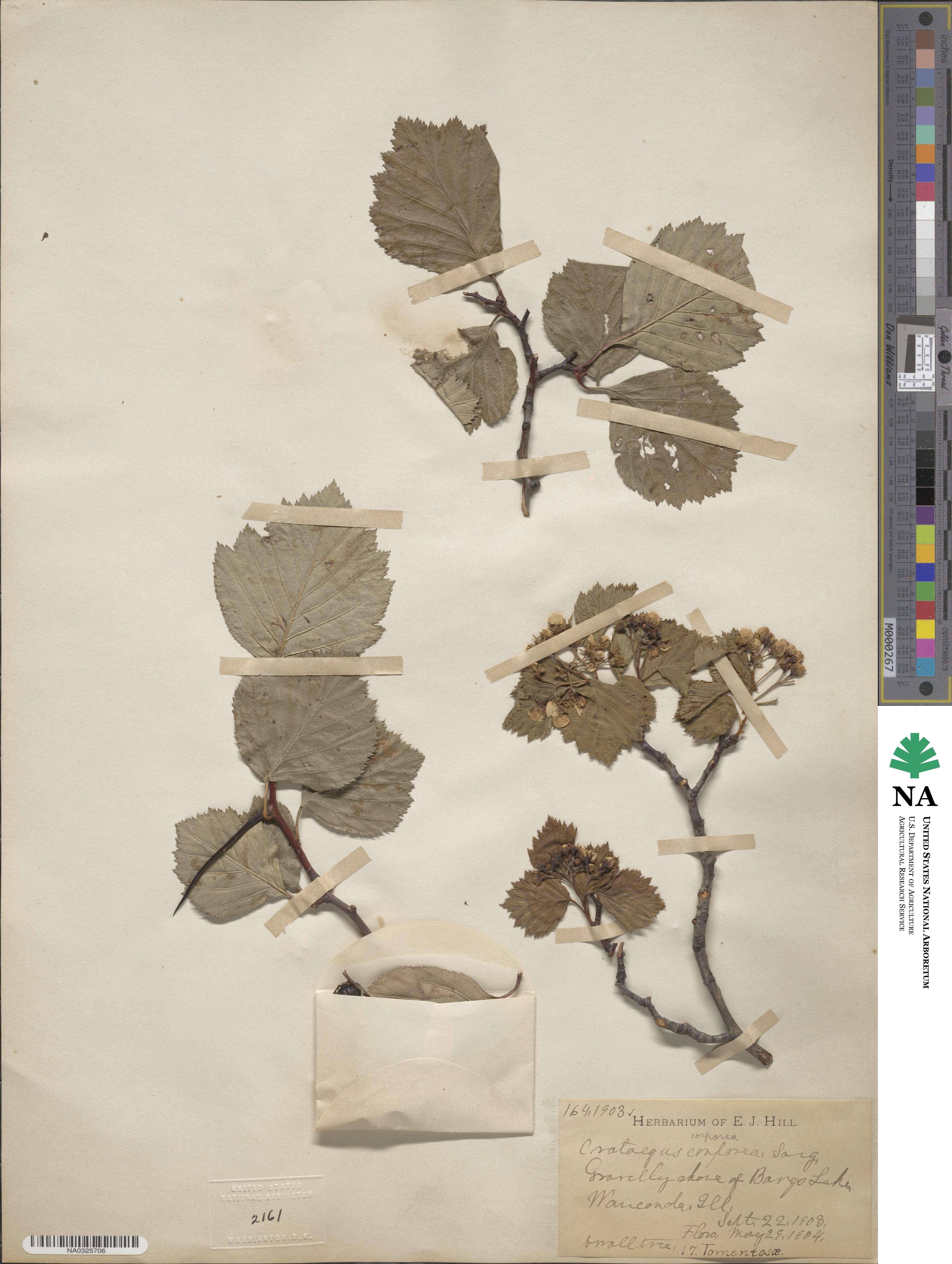 Crataegus corporea image