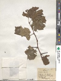 Crataegus cristata image