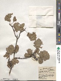 Crataegus cristata image