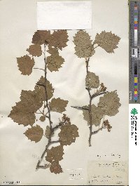 Crataegus cristata image