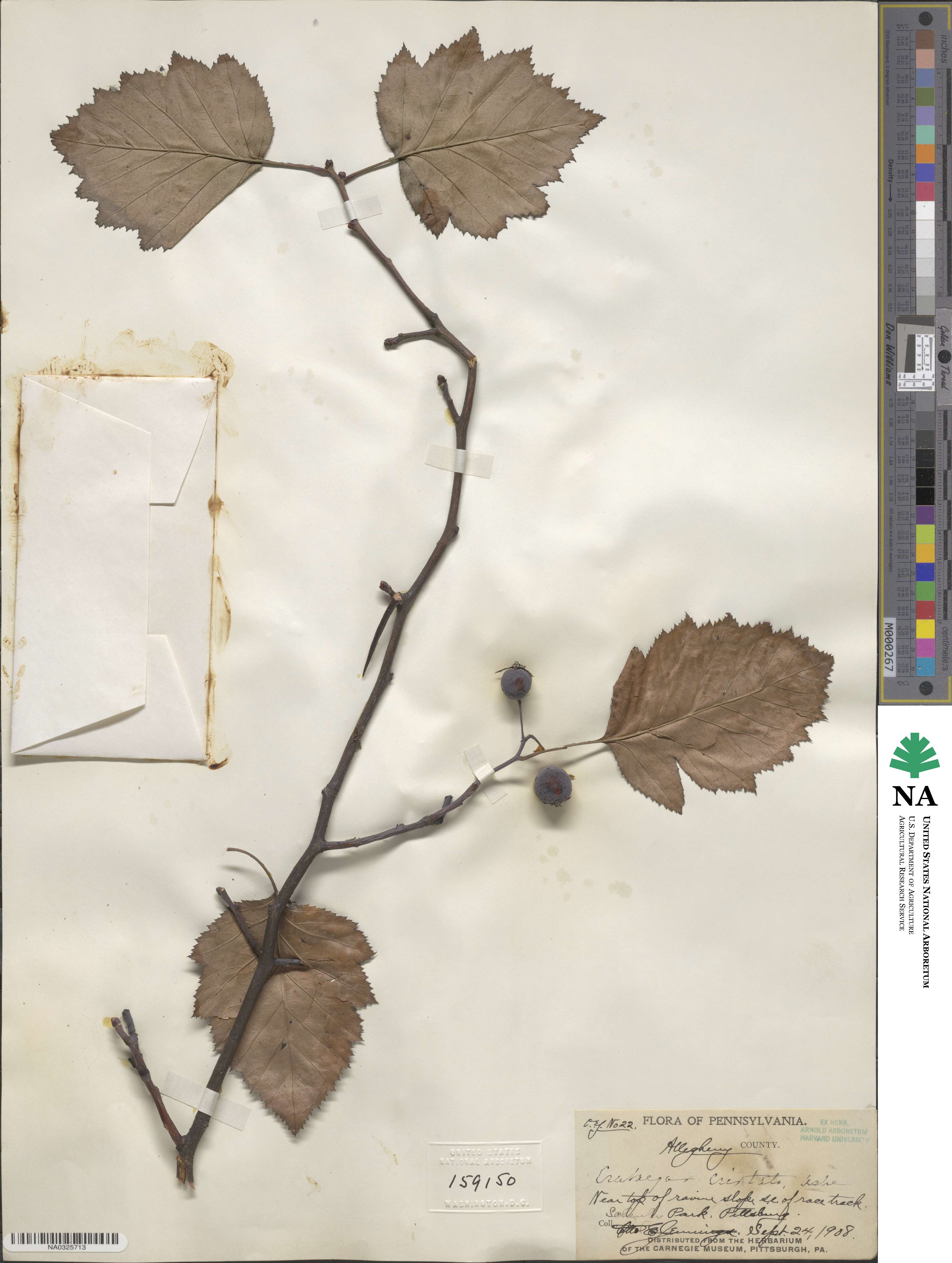 Crataegus cristata image
