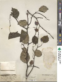 Crataegus cristata image