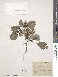 Crataegus flabellata image