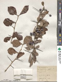 Crataegus crus-galli image