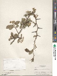 Crataegus crus-galli image