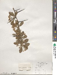 Crataegus crus-galli image