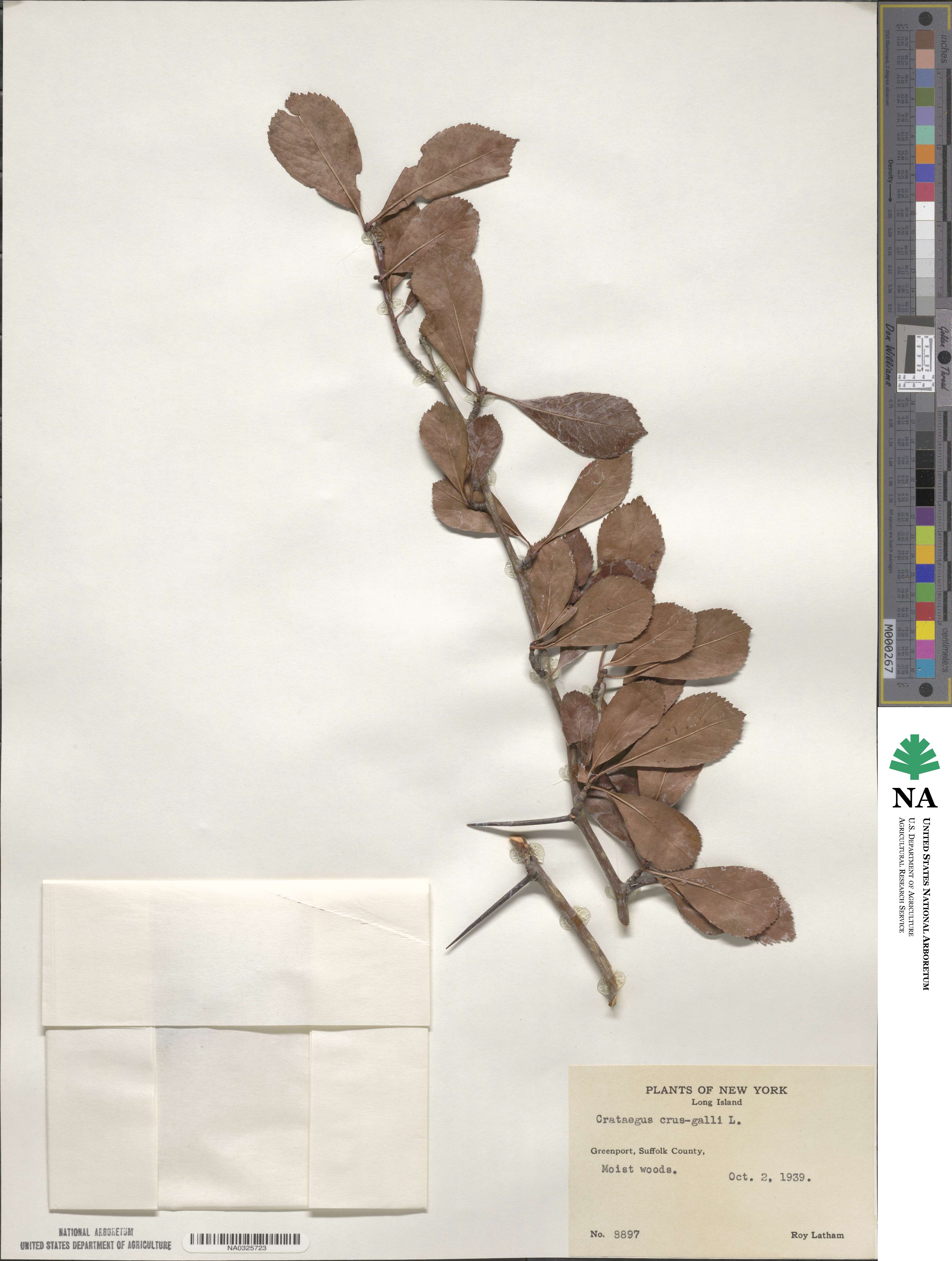 Crataegus crus-galli image