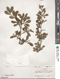 Crataegus crus-galli image