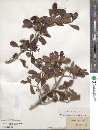 Crataegus crus-galli image