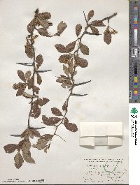 Crataegus crus-galli image