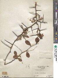 Crataegus crus-galli image