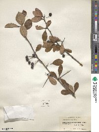 Crataegus crus-galli image