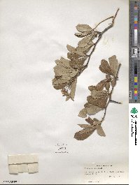 Crataegus crus-galli image