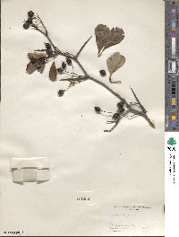 Crataegus crus-galli image