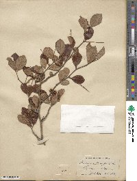 Crataegus crus-galli image