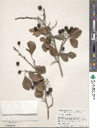 Crataegus crus-galli image