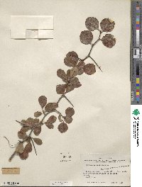 Crataegus crus-galli image