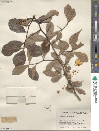 Crataegus crus-galli image