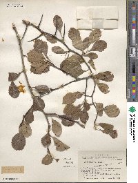 Crataegus crus-galli image