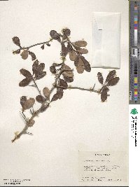 Crataegus crus-galli image