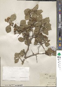 Crataegus crus-galli image