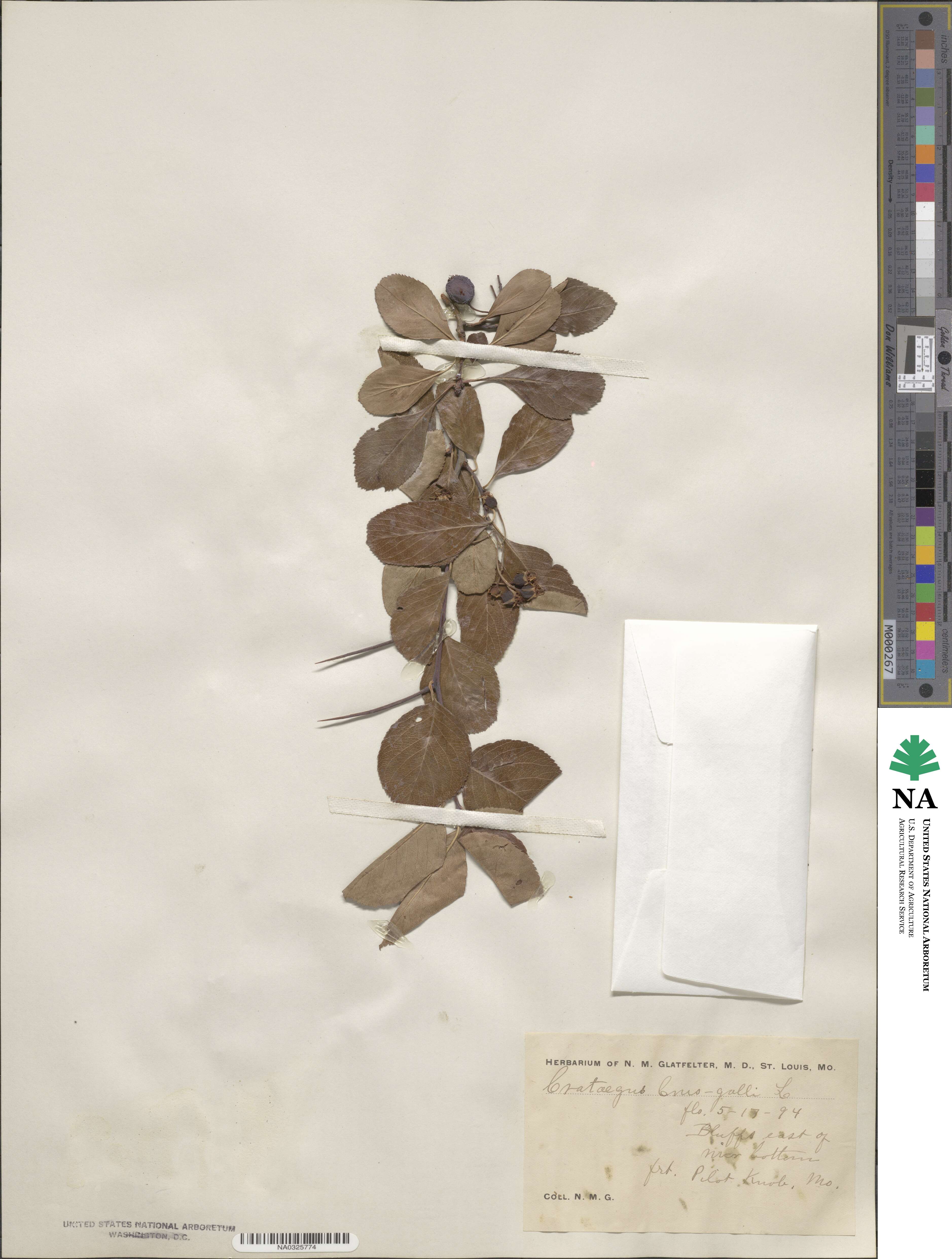 Crataegus crus-galli image