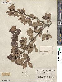 Crataegus crus-galli image